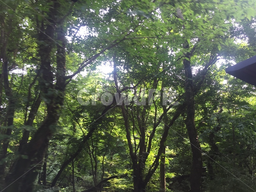 자연,풍경,landscape,nature,휴식,rest,season,나무,숲길,나무숲,여름,여름숲,힐링,제주,jeju,summer