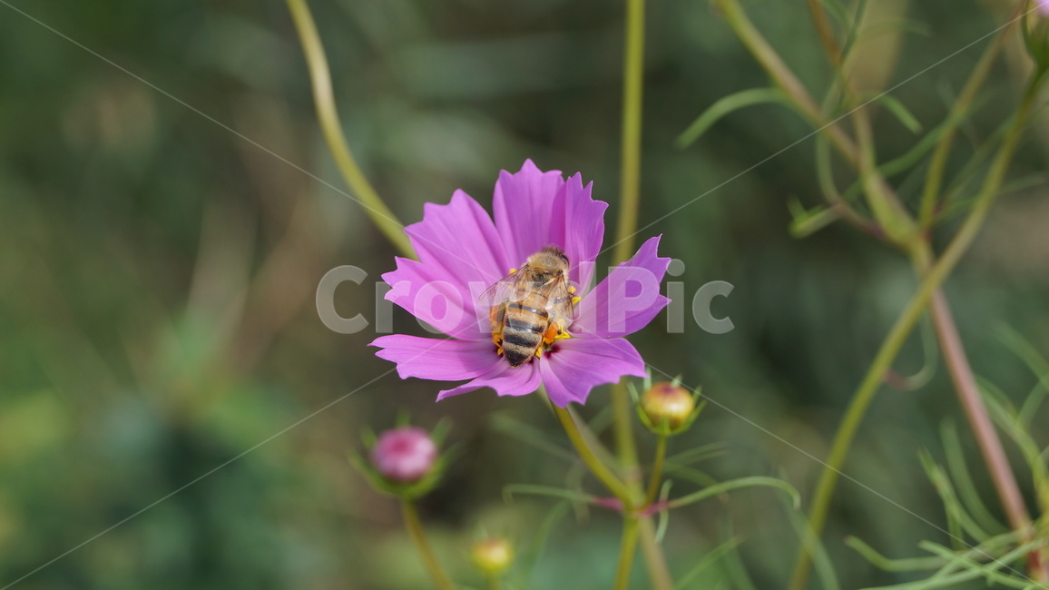 코스모스,가을,벌,꽃,꿀벌,가을꽃,식물,자연,plants,nature,꽃,flower,곤충,벌레,insect,bug