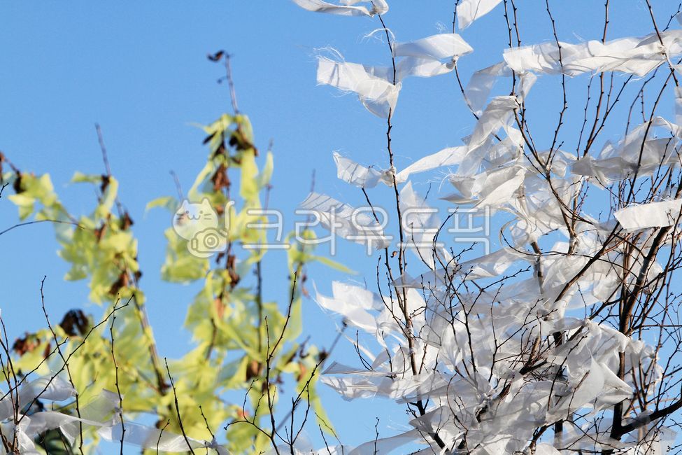 nature,Seonghwang tree,ribbon,tree with ribbon,wind