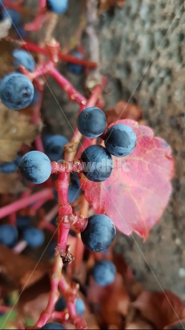 단풍,열매,가을,식물,10월,plant,옥외,과일,열매,fruit