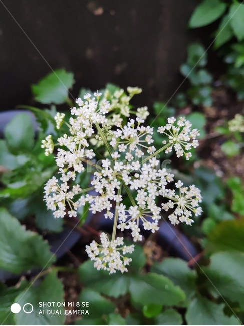 꽃,플라워,봄,봄꽃,뷰티풀,flower,bloom,beautiful,plant,식물,apiaceae,양봉장과,식물,자연,plants,nature,꽃,flower