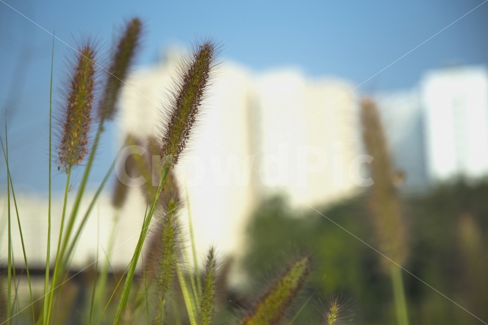 강아지풀,가을,가을하늘,농촌,들판,바람,가을바람,식물,자연,plants,nature,감성,sensible,feeling