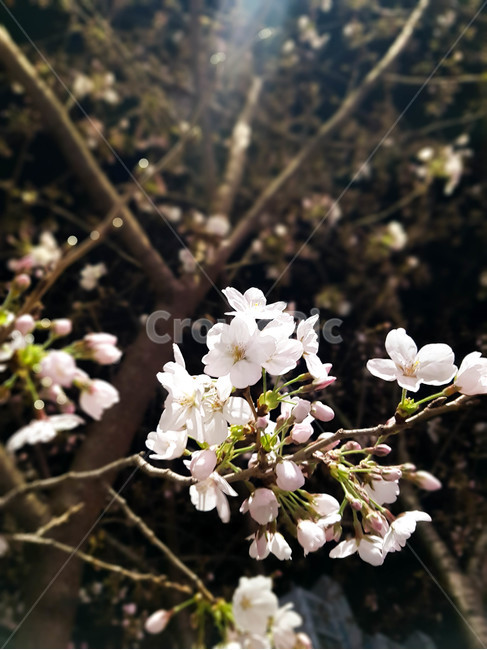 벚꽃,밤,꽃,꽃봉우리,봄,봄꽃,야간,flower,검정,어두움,spring,season
