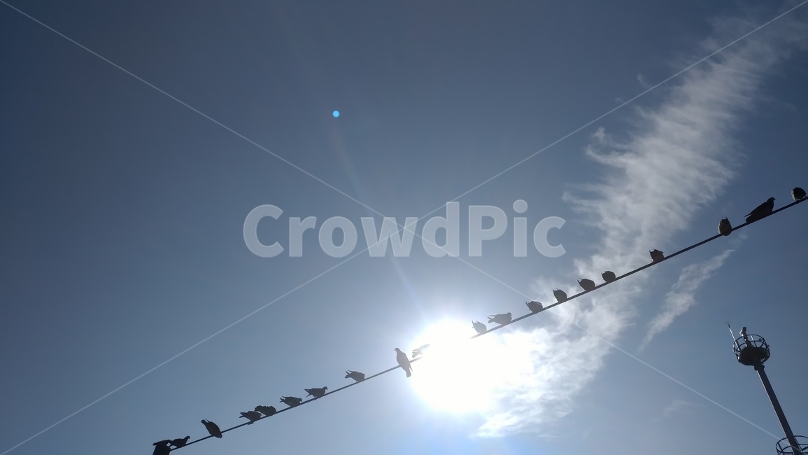 새,전선,하늘,구름,해,자연,동물,animal,조류,새,birds