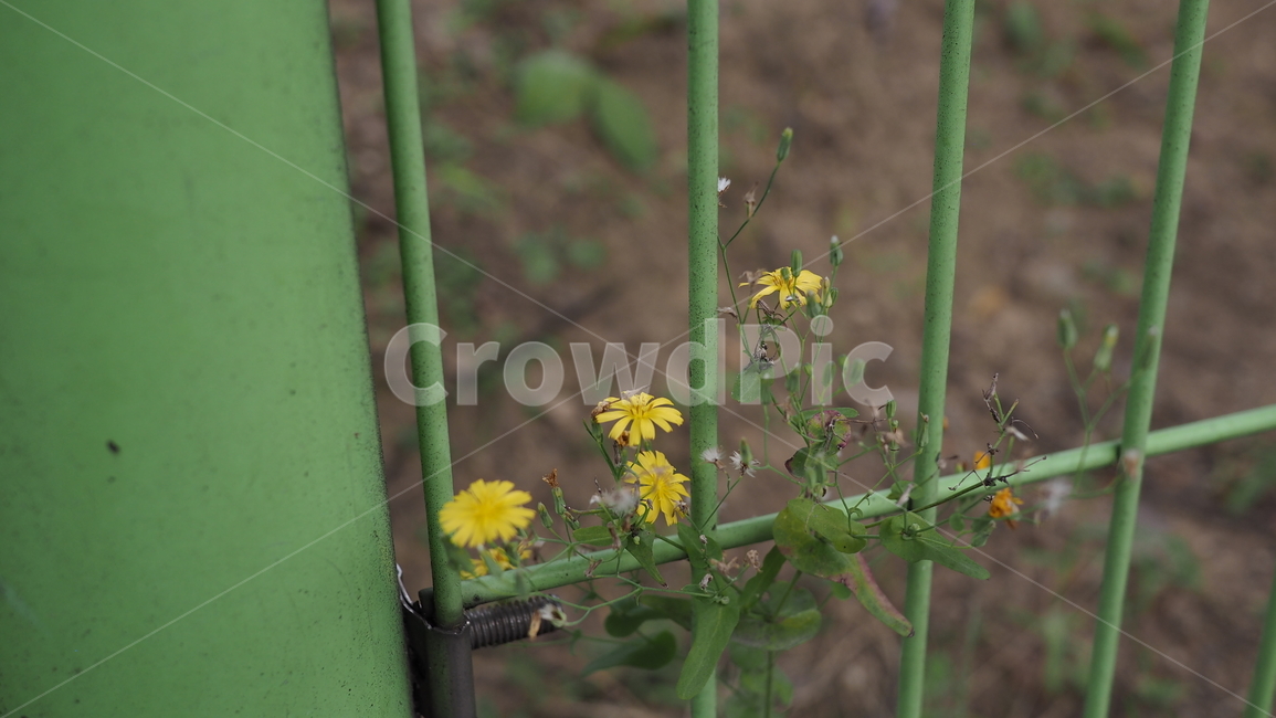 야생화,꽃,야생식물,wildflower,flower,식물,자연,plants,nature,꽃,flower