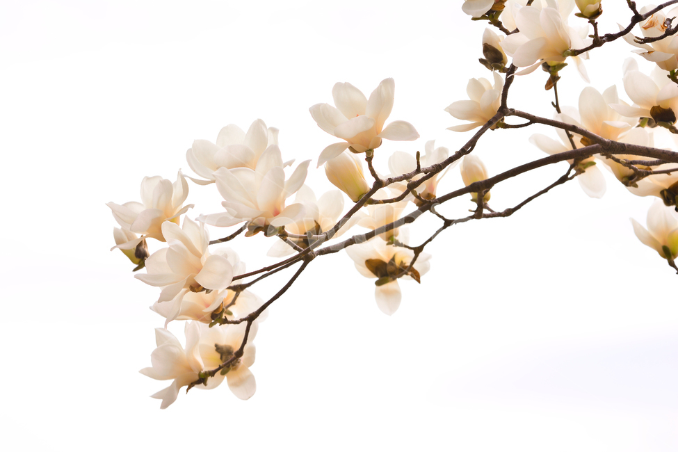 목련,목련꽃,봄꽃,하얀꽃,순결,하얀,흰꽃,백색,나무꽃,우아한,꽃잎,누끼,화이트,4월,flowers,springflowers,white,목련나무,봄배경,식물,자연,plants,nature,꽃,flower