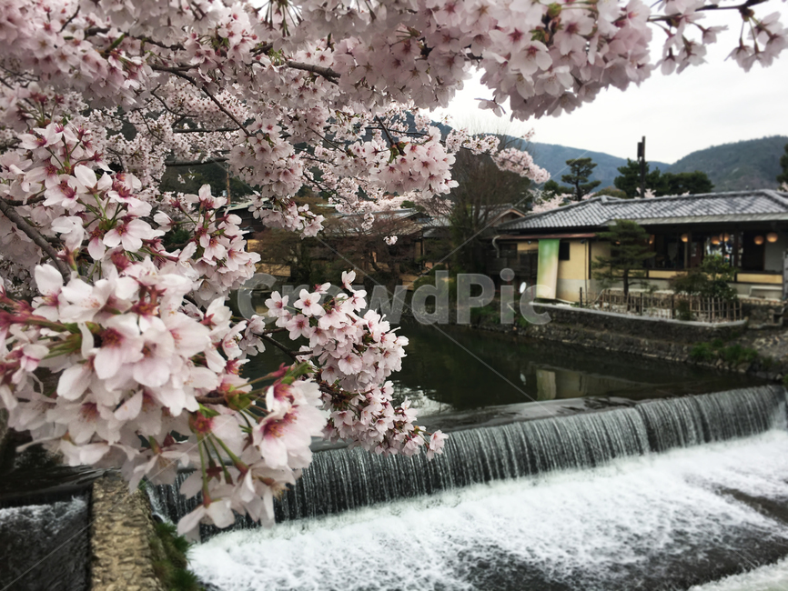 일본,지하철,벚꽃,봄,꽃,japan,cherryblossoms