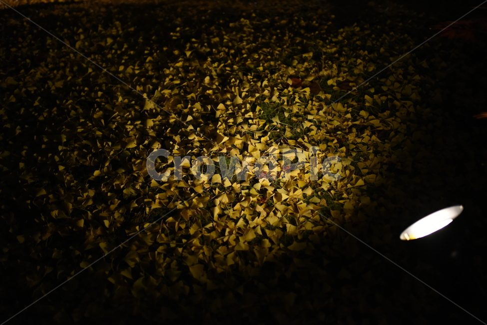 단풍,은행,은행나무,밤,가을,가을,계절,fall,autumn,season,야경,밤,풍경,nightscape,night,landscape