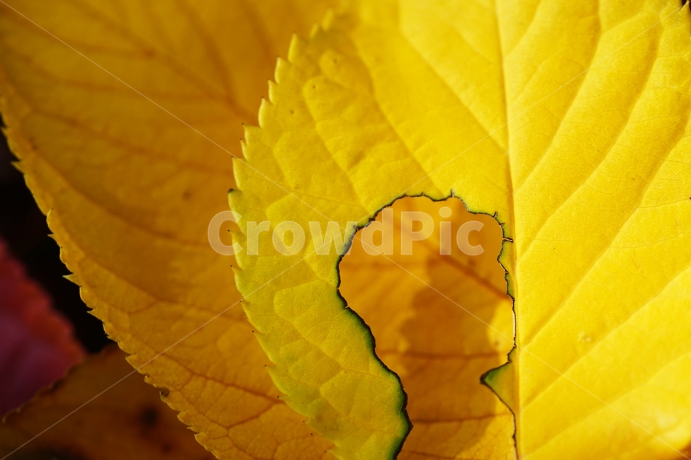 단풍잎,단풍,단풍나뭇잎,나무,가을,가을,계절,fall,autumn,season,veins,정맥