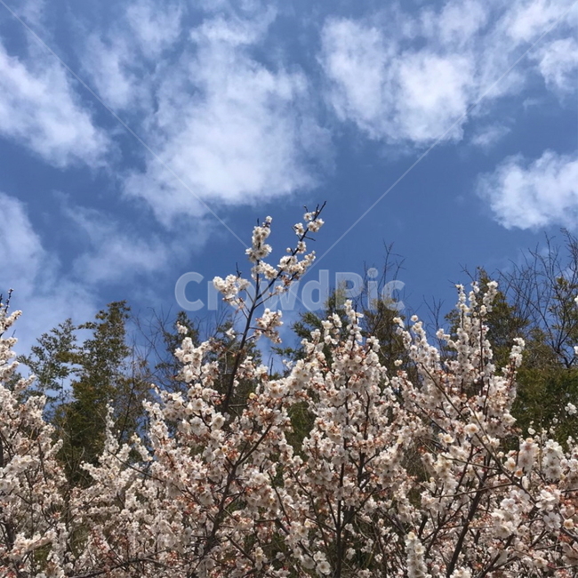 plant,식물,벚꽃,하늘,나무,구름,자연,봄,계절,spring,season