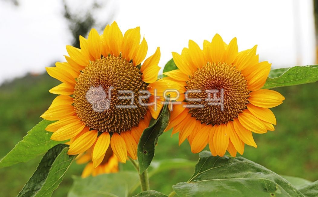 해바라기,해바라기꽃,식물,노란꽃,장성황룡강해바라기,꽃,녹색잎,하늘,여름,바탕,태양,접사,배경,plant,자연배경,blossom,flower,꽃밭,노랑,녹색,계절,들,summer,nature,plants