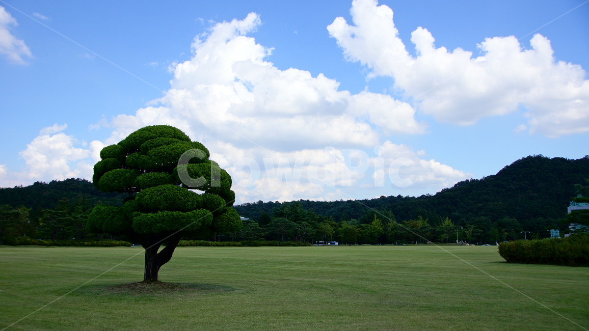 나무,한그루,그루,산,하늘,구름,배경,풍경,자연,잔디,자연,풍경,nature,landscape,grass,plant,식물,lawn