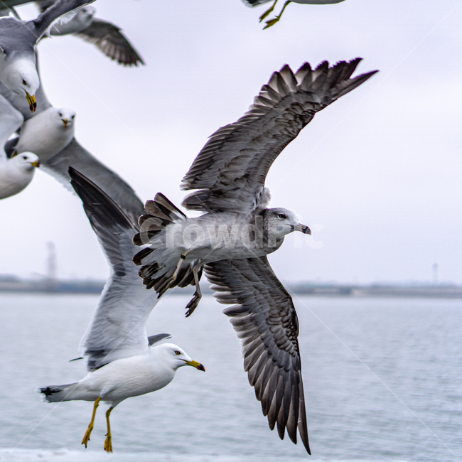 갈매기,새,bird,seagull,sea,바다,새떼,seagulls,animal,동물,flying,동물,animal,조류,새,birds