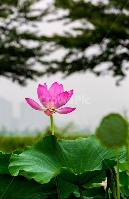 연꽃,연잎,문양,무늬,청초,습지,자연,식물,자연,plants,nature,꽃,flower