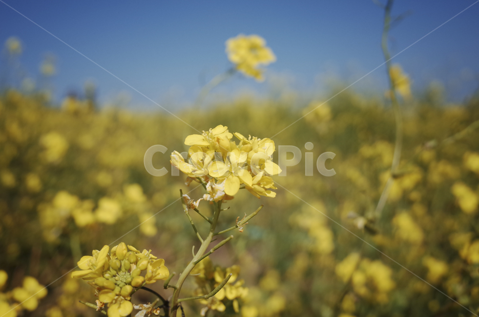 유채꽃,유채,봄꽃,봄,노란꽃,yellow,green,flower,꽃,plant,식물,초록