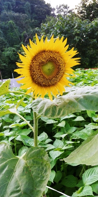 해바라기,노란꽃,여름,자연,꽃,식물,계절,싱그러움