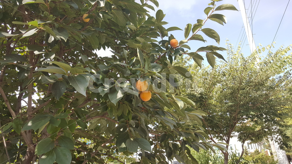 감,감나무,열매,과일,가을과일,식물,자연,plants,nature,나무,trees,wood,과일,열매,fruit