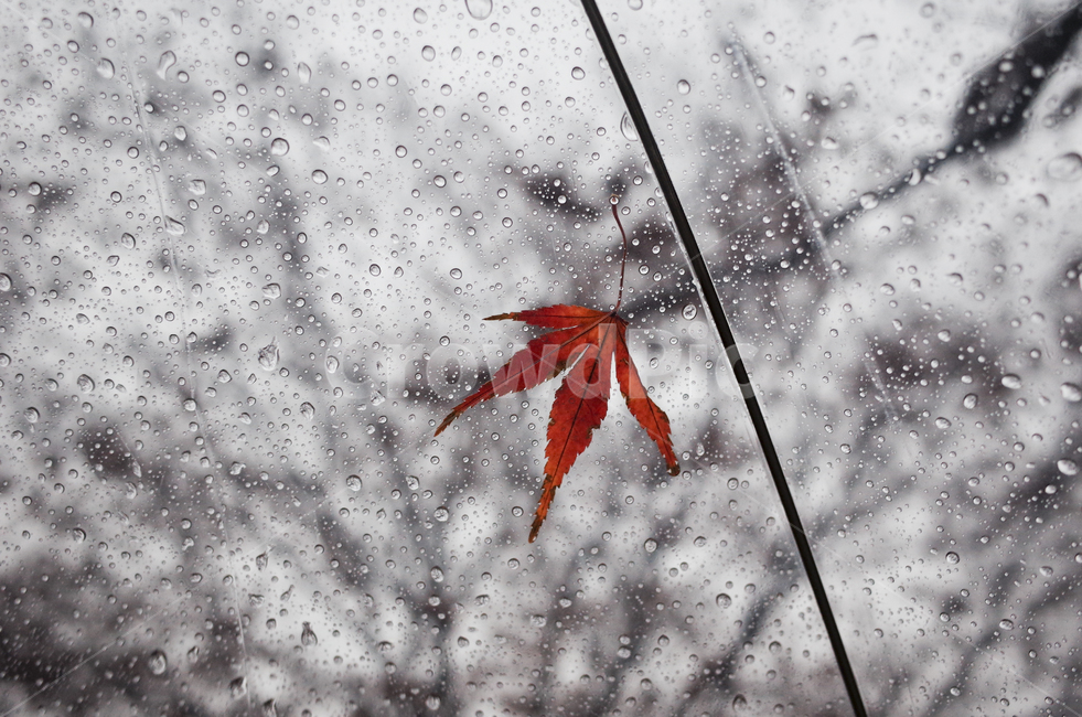leaf,잎,maple,낙엽,비오는날,우산,비,가을,가을,계절,fall,autumn,season