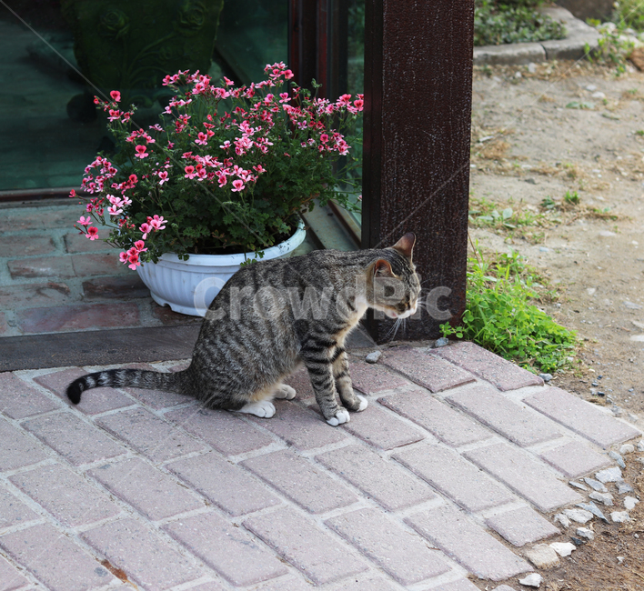 고양이,동물,길냥이,cat,귀여움,반려동물,애완동물,cute