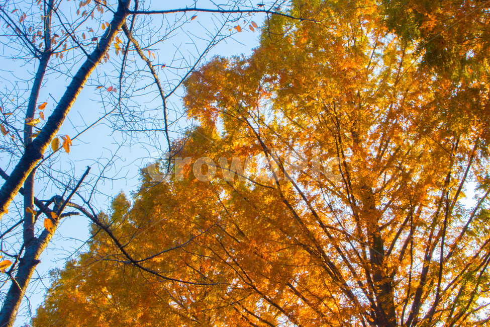 가을,오후,나무,은행나무,맑음,화사,계절,풍경,식물,가을,계절,fall,autumn,season,식물,자연,plants,nature,나무,trees,wood,tree,plant,leaf,잎,maple,단풍