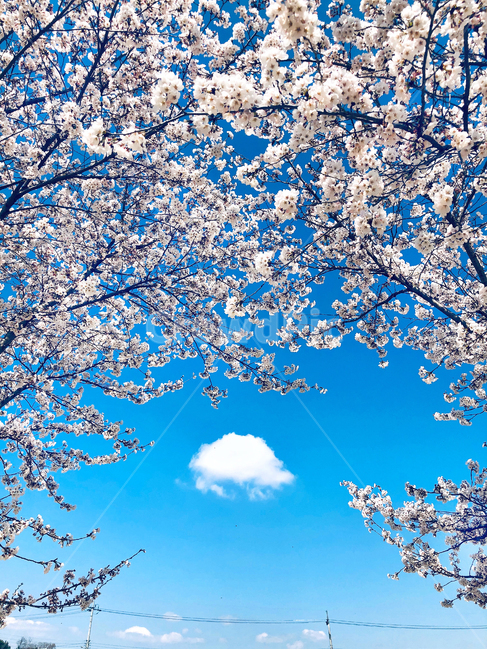 plant,식물,blossom,flower,꽃,cherryblossom,벚꽃,구름,하늘,sky,봄