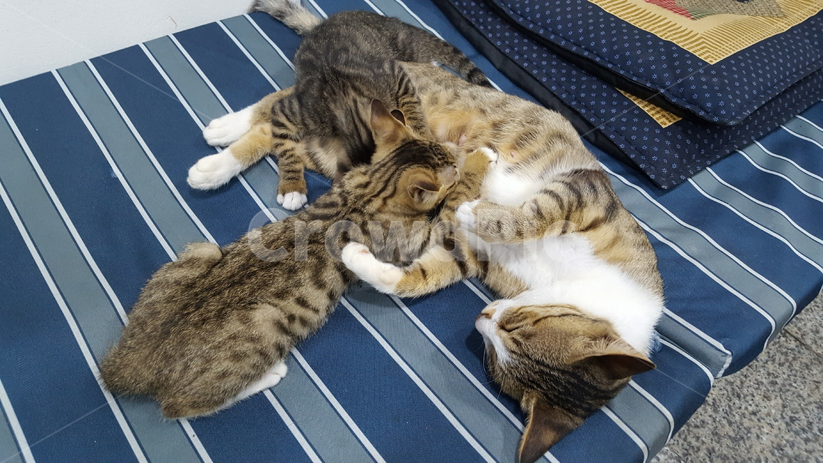 cat,고양이,길냥이,힐링,애완동물,동물,animal,포유류,mammal,고양이,cat,kitten,kitty