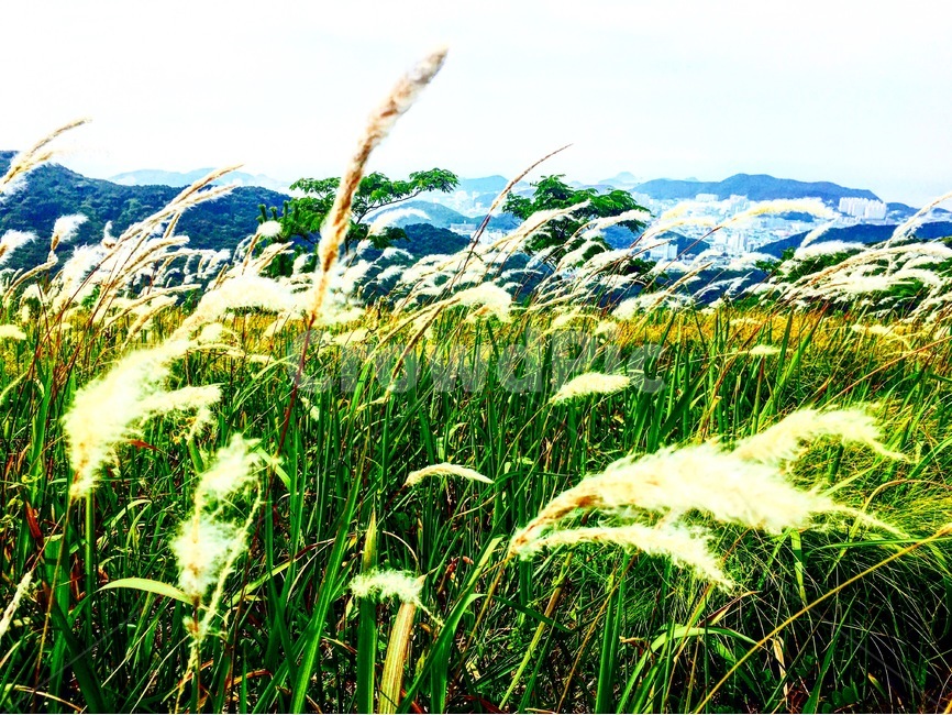 승학산,억새,등산,자연,풍경,당리,하단,자연,풍경,nature,landscape,식물,plants,plant,grass,잔디,lawn,reed,갈대