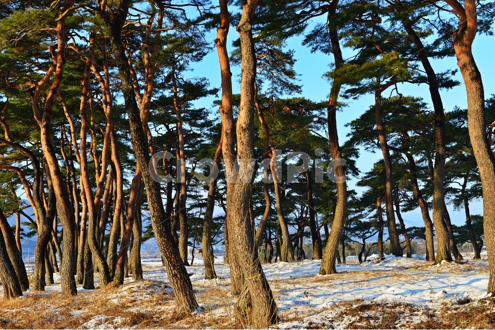 보성,웅치소나무설경,웅치소나무,솔밭,설경,겨울,계절,자연,경치,경관,풍경,plant,식물,treetrunk,나무줄기,tree,나무