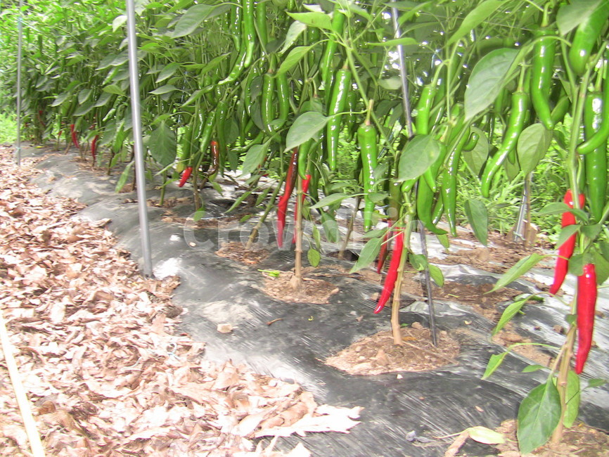 고추,고추밭,붉은고추,식물,자연,농업,농사,agriculture,farming,farming industry