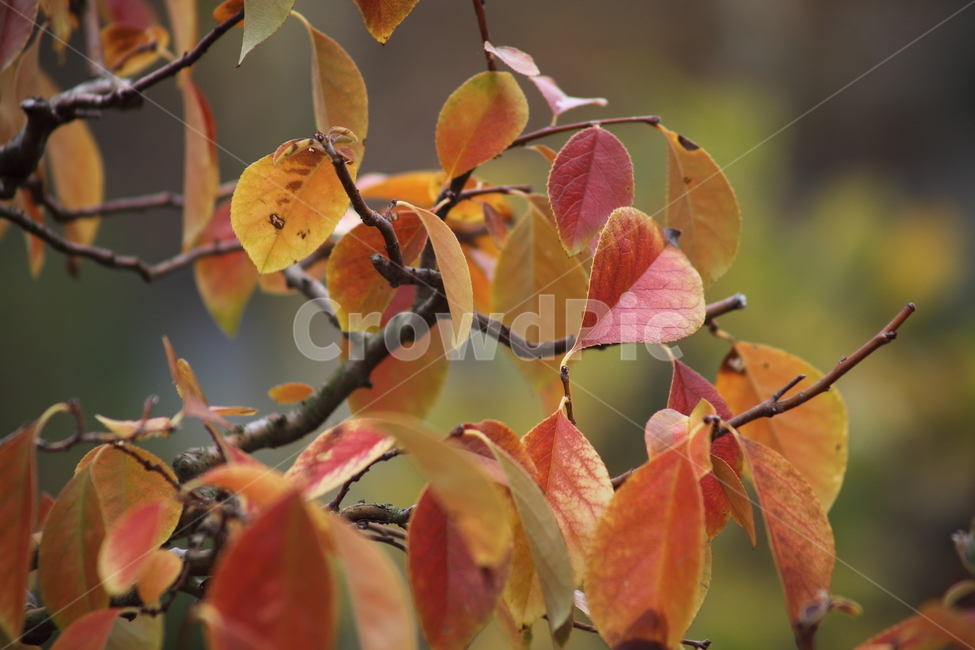 단풍,모과나무,가을,식물,chinesequince,가을,계절,fall,autumn,season,식물,자연,plants,nature,plant,leaf,잎,veins,정맥
