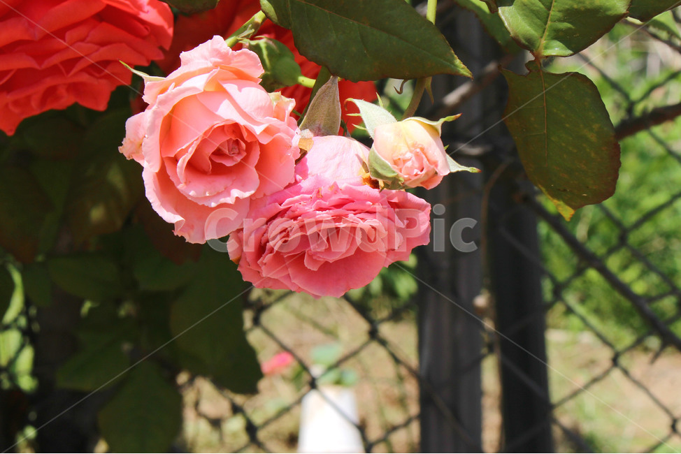 꽃,장미,감성사진,자연,풍경,풍경사진,flower,rose,여름,식물,자연,plants,nature,꽃,flower