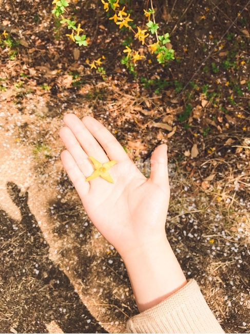 개나리,봄,노란색,꽃,풍경,자연,봄,계절,spring,season,꽃,flower,휴식,힐링,rest,relaxation,healing