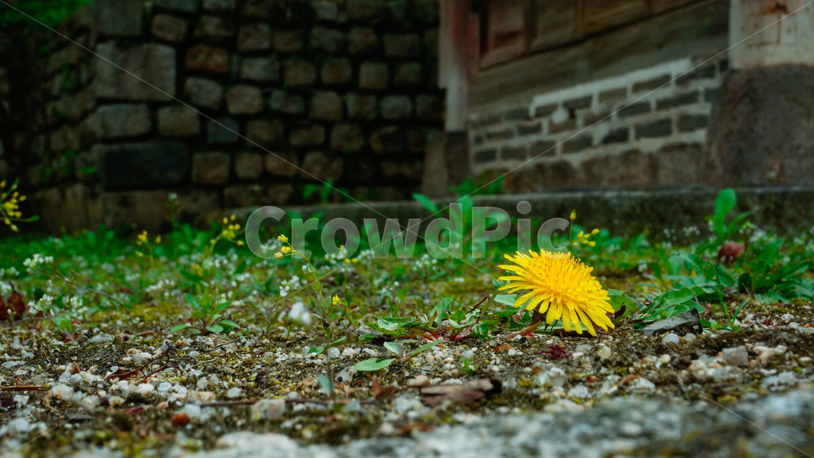 꽃,노란꽃,들꽃,flower,yellowflower,wildflower,식물,자연,plants,nature,꽃,flower
