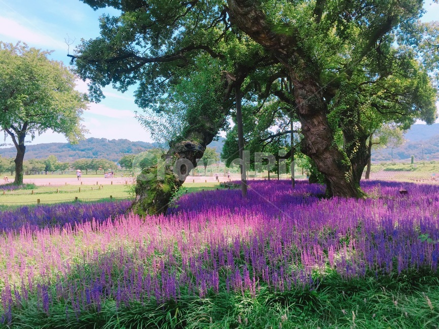 보라,백문동,성주,나무,우리나라,식물,자연,plants,nature,꽃,flower,나무,trees,wood