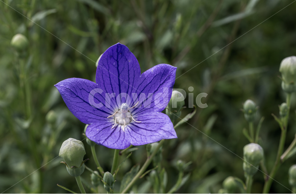 도라지꽃,식물,꽃,양용식물,보라색,식물,자연,plants,nature,꽃,flower