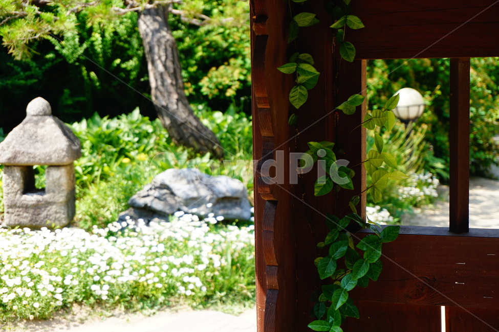 사물,덩굴,나무,풀,식물,들꽃,마당,flower,자연,풍경,nature,landscape,plant