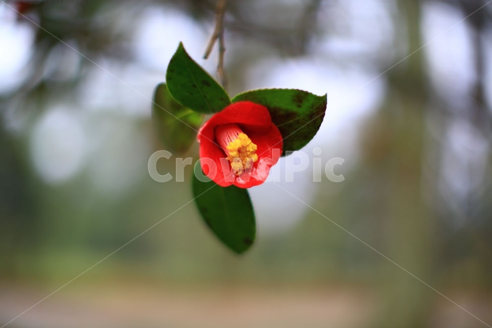 동백꽃,겨울,풍경,꽃,자연,식물,자연,plants,nature,꽃,flower