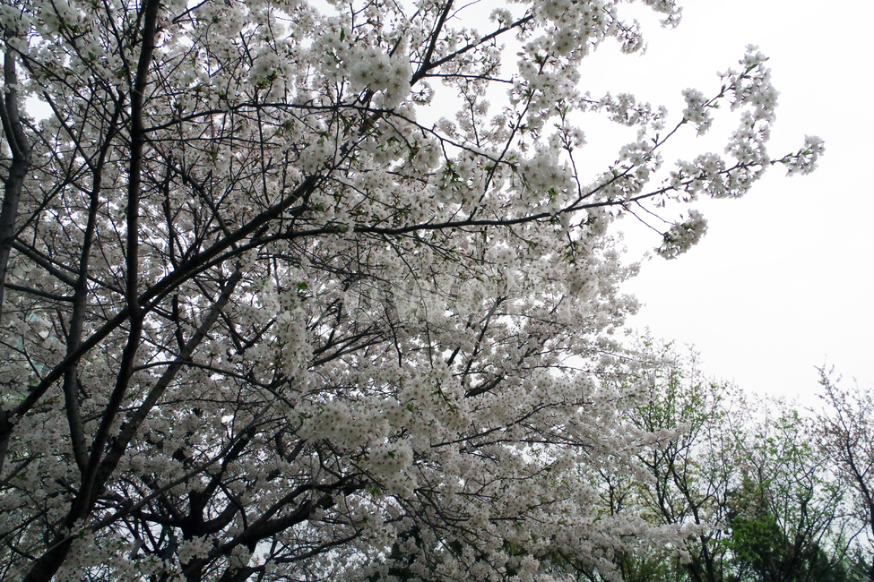 봄,계절,꽃,spring,season,flower,봄,계절,spring,season,식물,자연,plants,nature,꽃,flower,plant,cherry blossom,벚꽃,blossom