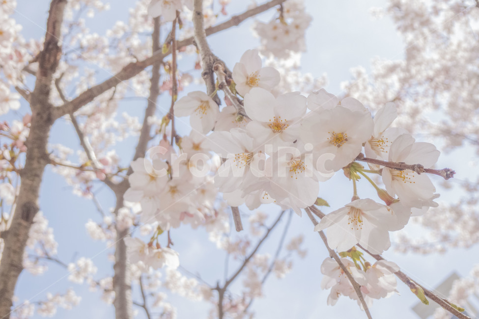 꽃,봄,봄꽃,벚꽃,벚꽃나무,꽃나무,봄,계절,spring,season,식물,자연,plants,nature,꽃,flower,plant
