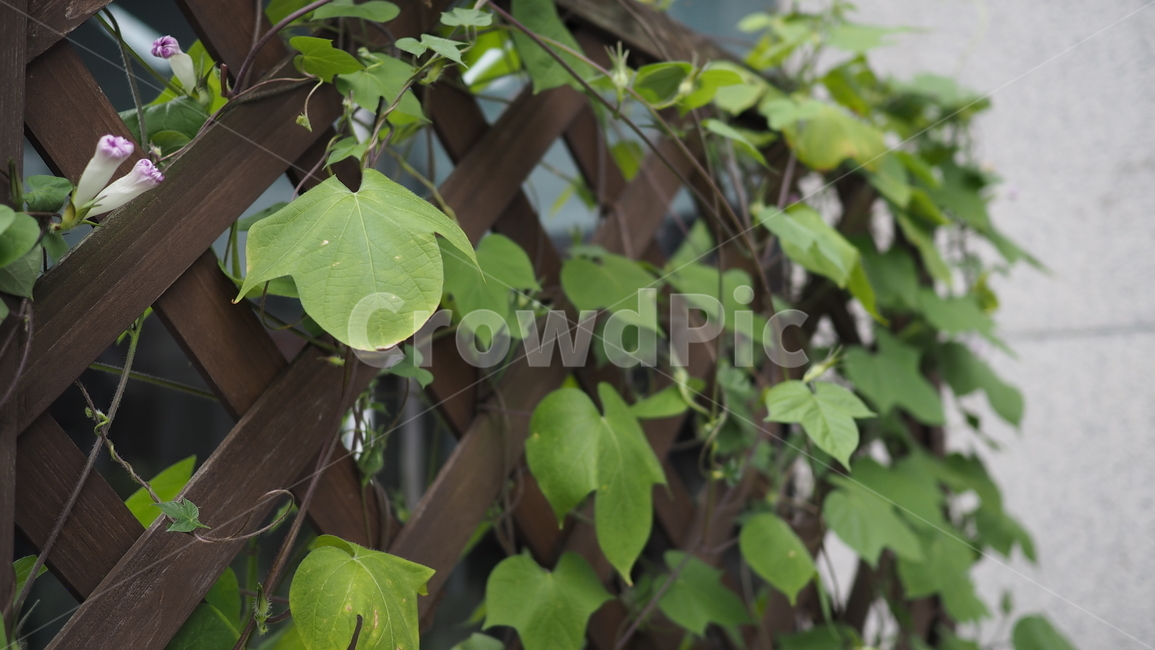 야생식물,그린,잎사귀,leaf,plants