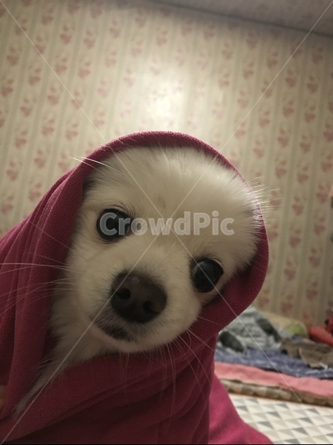 강아지,포메라니안,귀여운강아지,이불속강아지,애완견