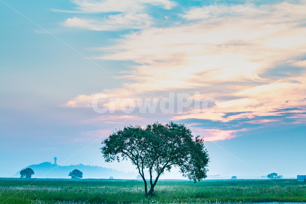 tree,나무,plant,식물,나홀로나무,식물,자연,plants,nature,나무,trees,wood