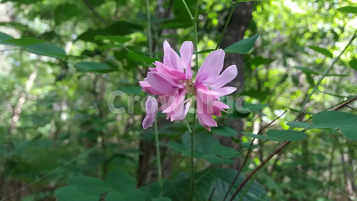 산길,산책,오후,사리꽃,숲