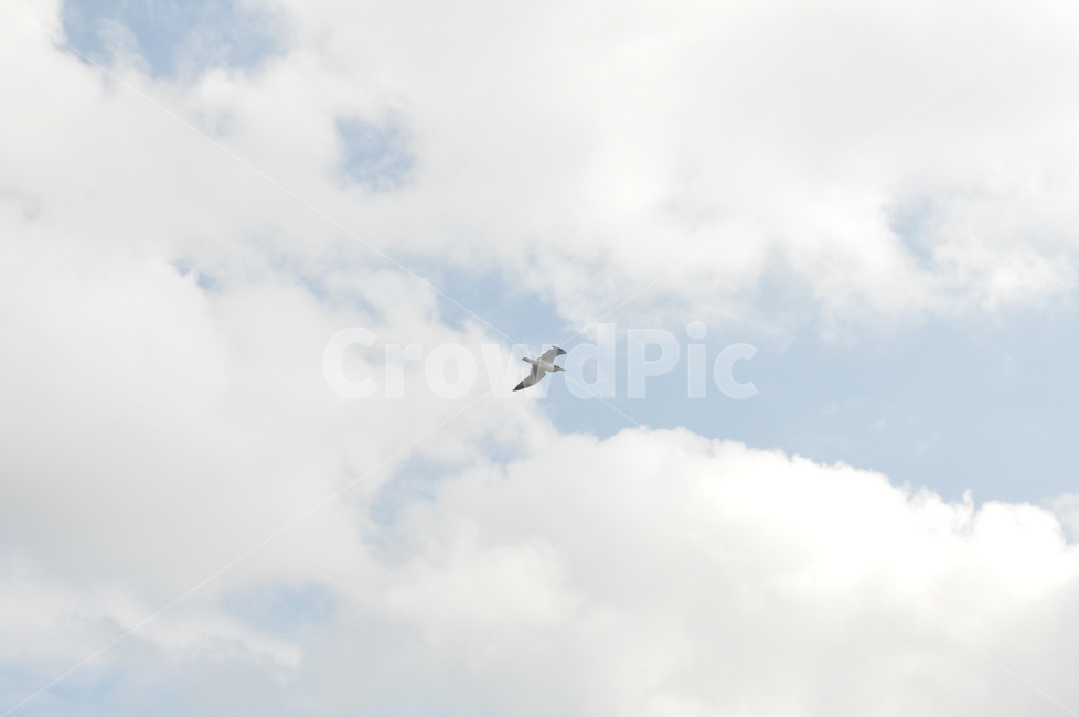 flying,animal,동물,bird,새,갈매기,하늘,모험,adventure,날고있는새