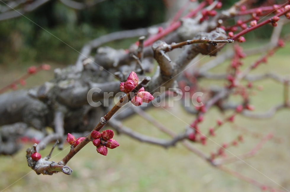 꽃,꽃봉오리,새싹,매화,봄,bud,싹,blossom,식물,sprout,plant,공원