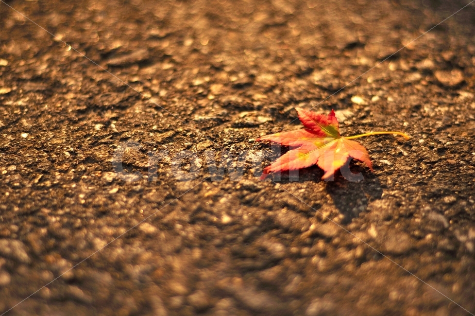가을,단풍,금빛,햇빛,노을,단풍잎,연출,매직아워,가을,계절,fall,autumn,season,식물,자연,plants,nature,감성,sensible,feeling,연출,컨셉,콘셉,direction,concept,leaf,잎,plant,insect,곤충,invertebrate,무척추 동물,animal,동물,tree,나무