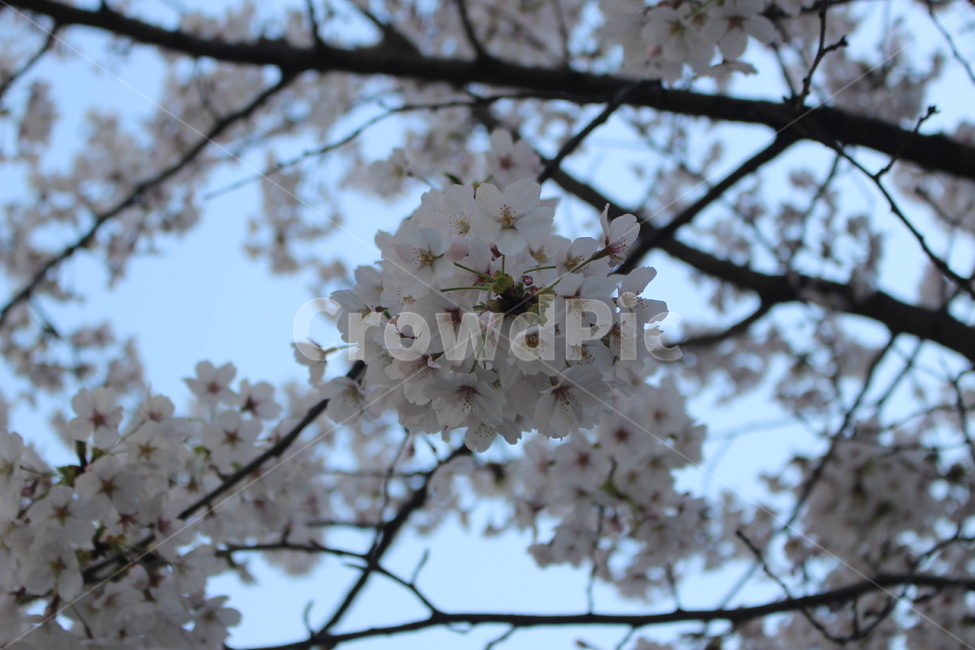 plant,식물,flower,꽃,blossom,cherryblossom,벚꽃