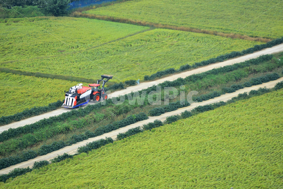 벼,벼농사,농촌,논,논농사,농로,농촌길,트랙터,콤바인,바인더,village,rice,field,farming,산업,industry,industrial,농업,농사,agriculture,farming,farming industry