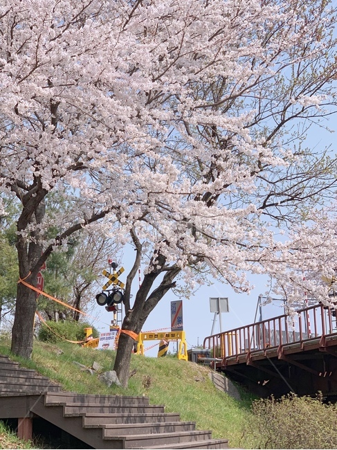 벚꽃,봄,하늘,자연,꽃,봄,계절,spring,season,plant,식물