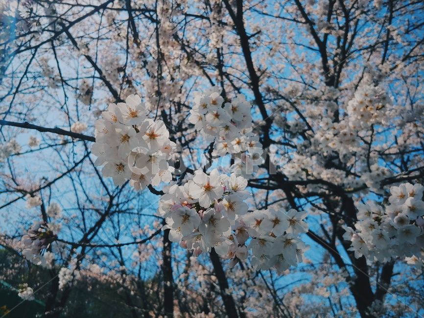 꽃,봄,벚꽃,계절,배경,개화,감성,풍경,flower,nature,spring,푸른,하늘,나무,wood,plant,blossom